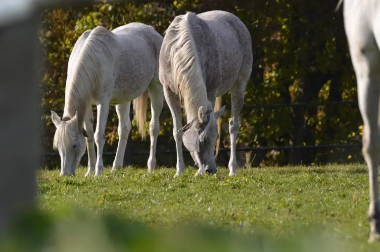 equestrian community 768x509